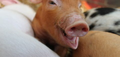 Book Mother’s Day Lunch at Rare Breeds and  Mum gets Free Entry to the Farm!