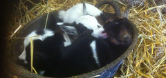 ENDLESS HALF TERM ENTERTAINMENT – THE RARE BREEDS CENTRE HAS IT ALL