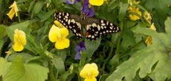 Do your bit to help us preserve the Butterflies, and join in with the Big Butterfly Count