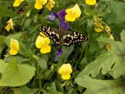 Do your bit to help us preserve the Butterflies, and join in with the Big Butterfly Count