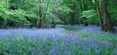 Poulton Wood Welcomes Visitors for Bluebell Cream Teas