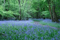 Poulton Wood Welcomes Visitors for Bluebell Cream Teas