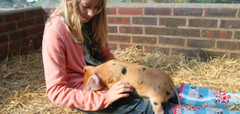 Half Term at The Rare Breeds Centre