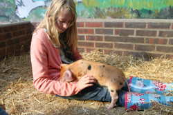 Half Term at The Rare Breeds Centre