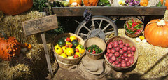 HARVEST FUN AT RARE BREEDS