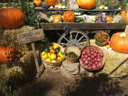 HARVEST FUN AT RARE BREEDS