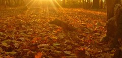 If you go down to the Wood on Saturday…Poulton Wood Open Day