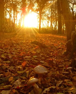 If you go down to the Wood on Saturday…Poulton Wood Open Day