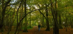 Seeking volunteers for Poulton Wood