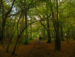 Seeking volunteers for Poulton Wood